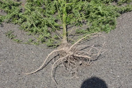 Oğuz sakinindən 7 kiloqram narkotik vasitə götürülüb