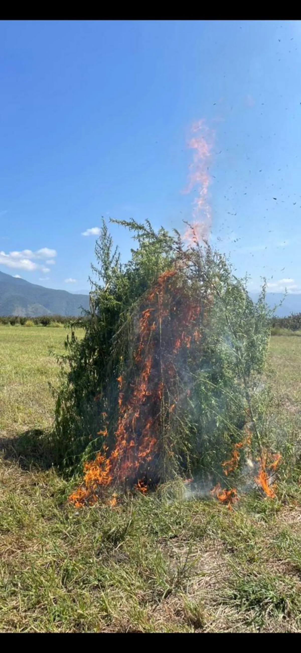 Zaqatalada 3,5 ton narkotik tərkibli bitki məhv edilib