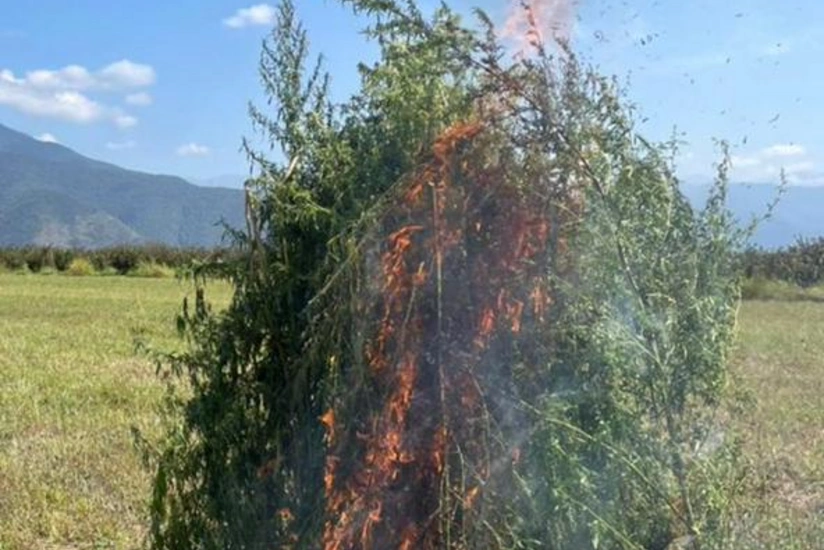 В Загатале уничтожено 3,5 тонны наркосодержащих растений