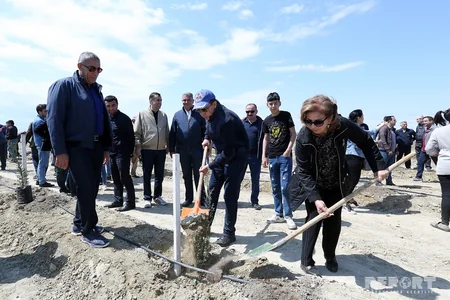 YAP Bakıda ağacəkmə aksiyası keçirib