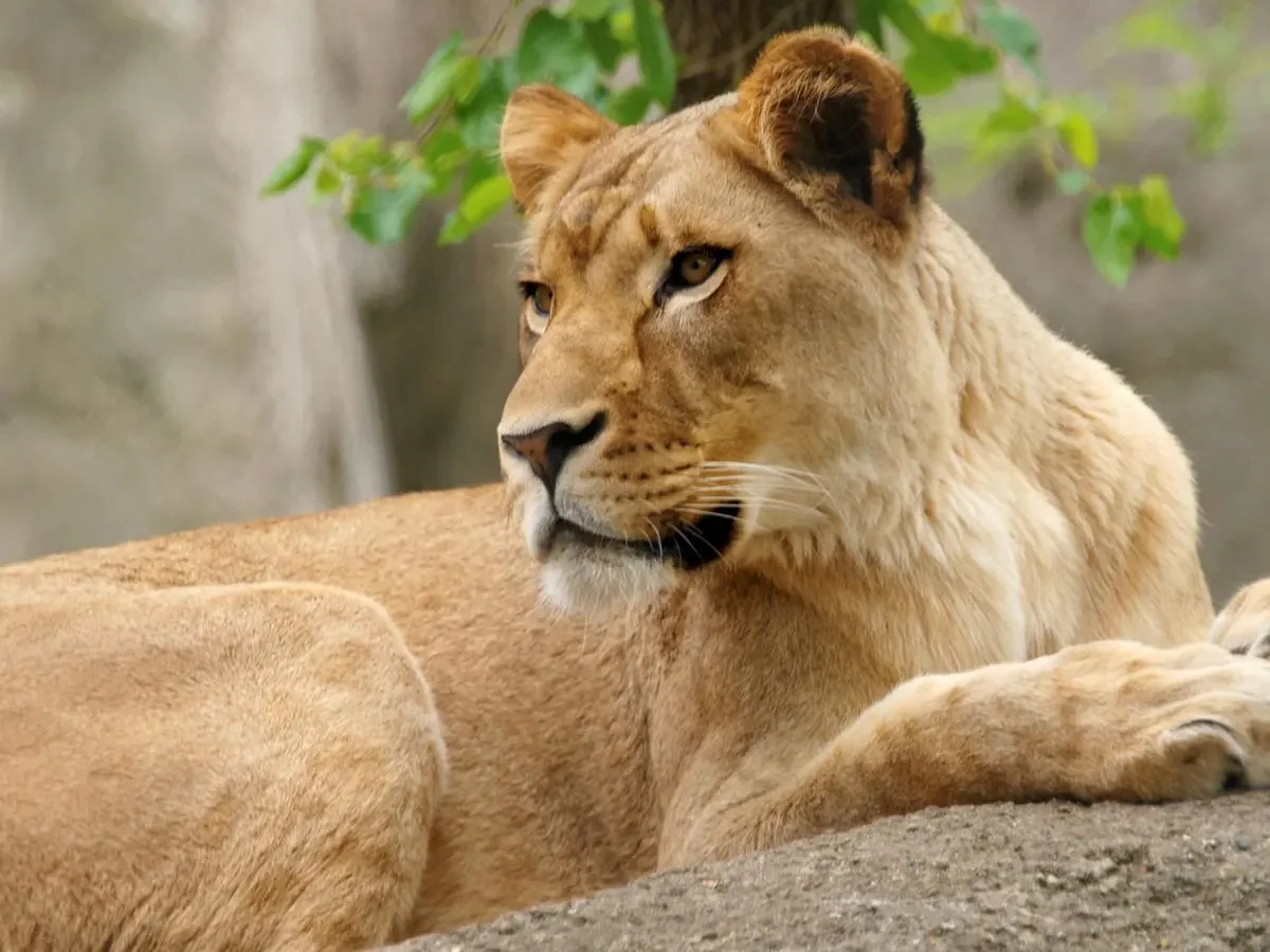 Two lions die after infection with coronavirus in Japan