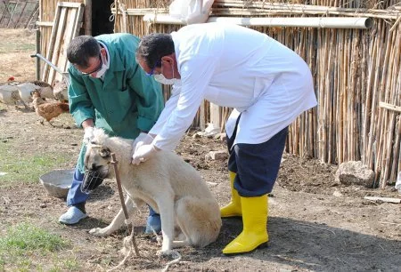 Mingəçevirdə heyvanlar arasında aparılan profilaktik tədbirlər davam etdirilir
