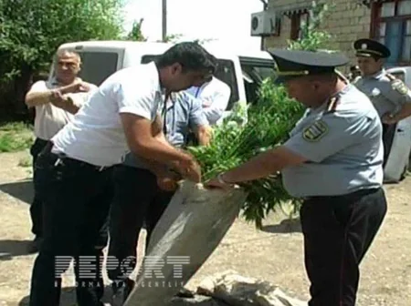 ​Saatlıda çətənə kolu becərən rayon sakini saxlanılıb - FOTO