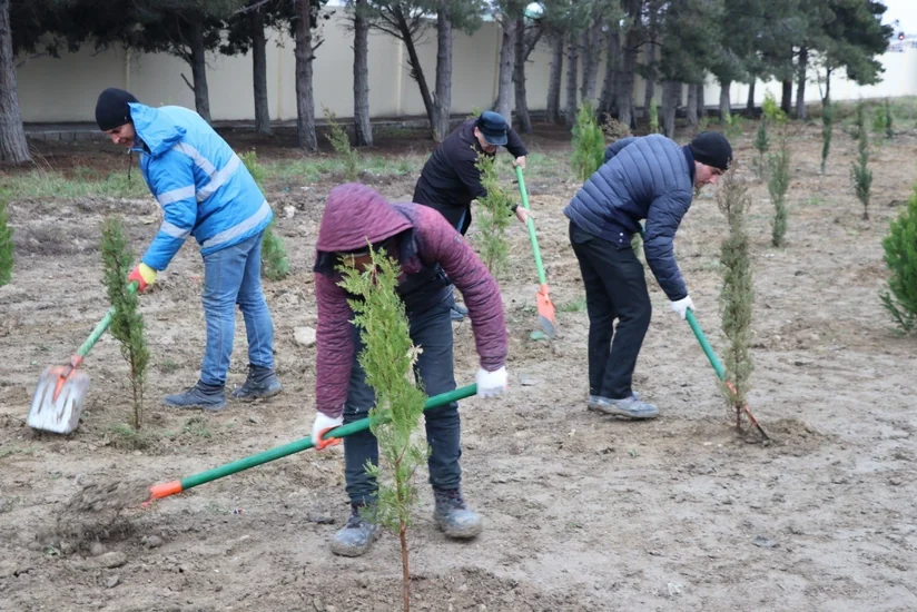 Bakıda ağacəkmə aksiyası keçirilib