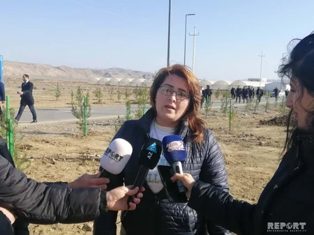 Payız ağacəkmə kampaniyası Şirvan şəhərində davam etdirilib