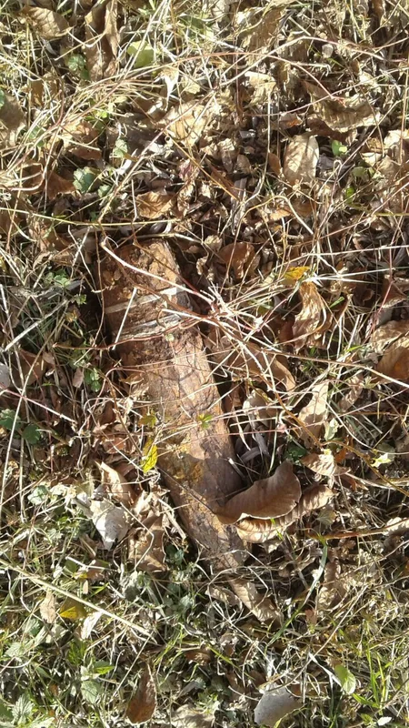 Tovuzda 4 ədəd top mərmisi aşkarlanıb