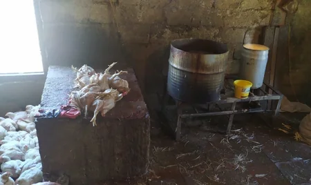 Siyəzəndə süni şəkildə toyuqların çəkisini artıran sex bağlandı