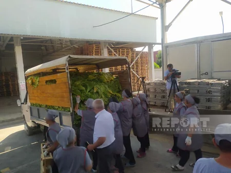 В Шеки и Загатале расширены экспортные возможности табачной продукции