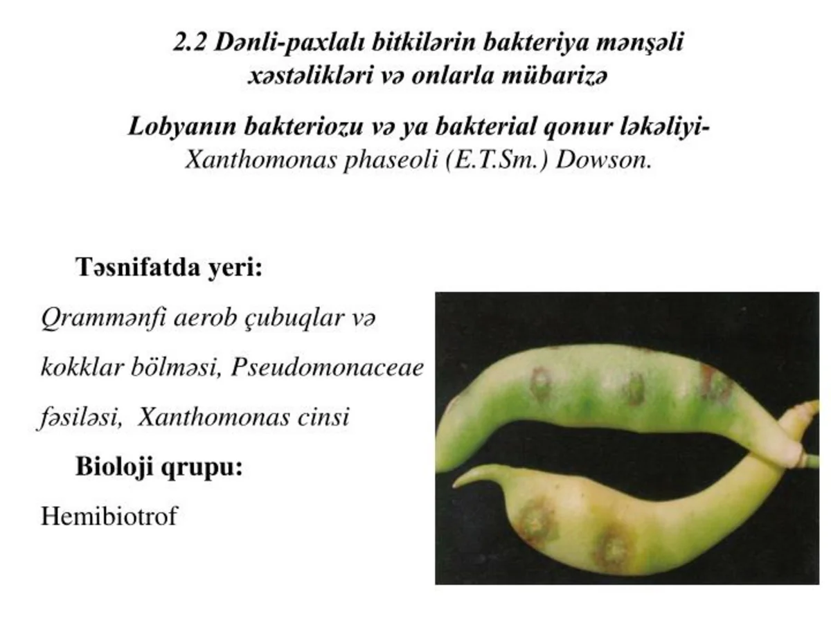 Türkiyədən Azərbaycana idxal olunan lobyada xəstəlik aşkar edilib