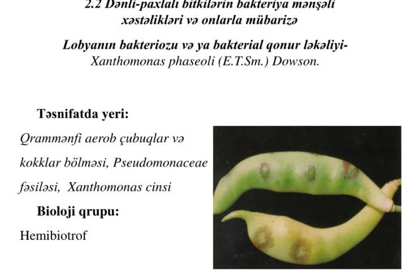 Türkiyədən Azərbaycana idxal olunan lobyada xəstəlik aşkar edilib