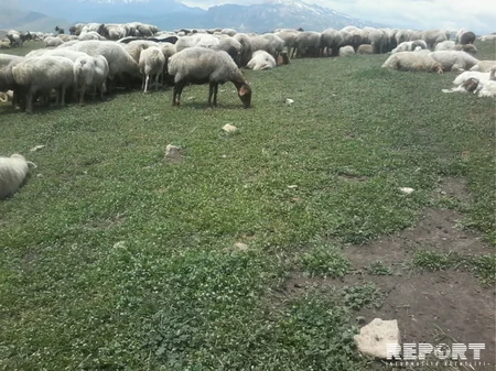 Qubada mal-qara arasında xəstəlik yayılıb - FOTO