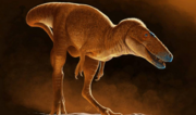 Alimlər 80 milyon il əvvəl yaşamış dinozavrın yeni növünü kəşf edib