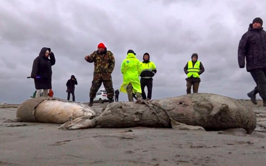 Task Force to be established on mass death of Caspian seals 