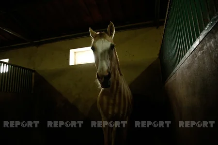 Karabakh horses and Georgia - RESEARCH