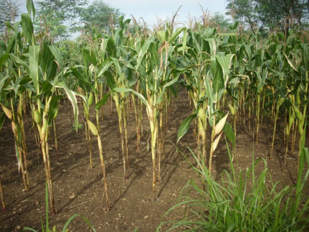 Bu il Azərbaycan 11 min tona yaxın qarğıdalı idxal edib