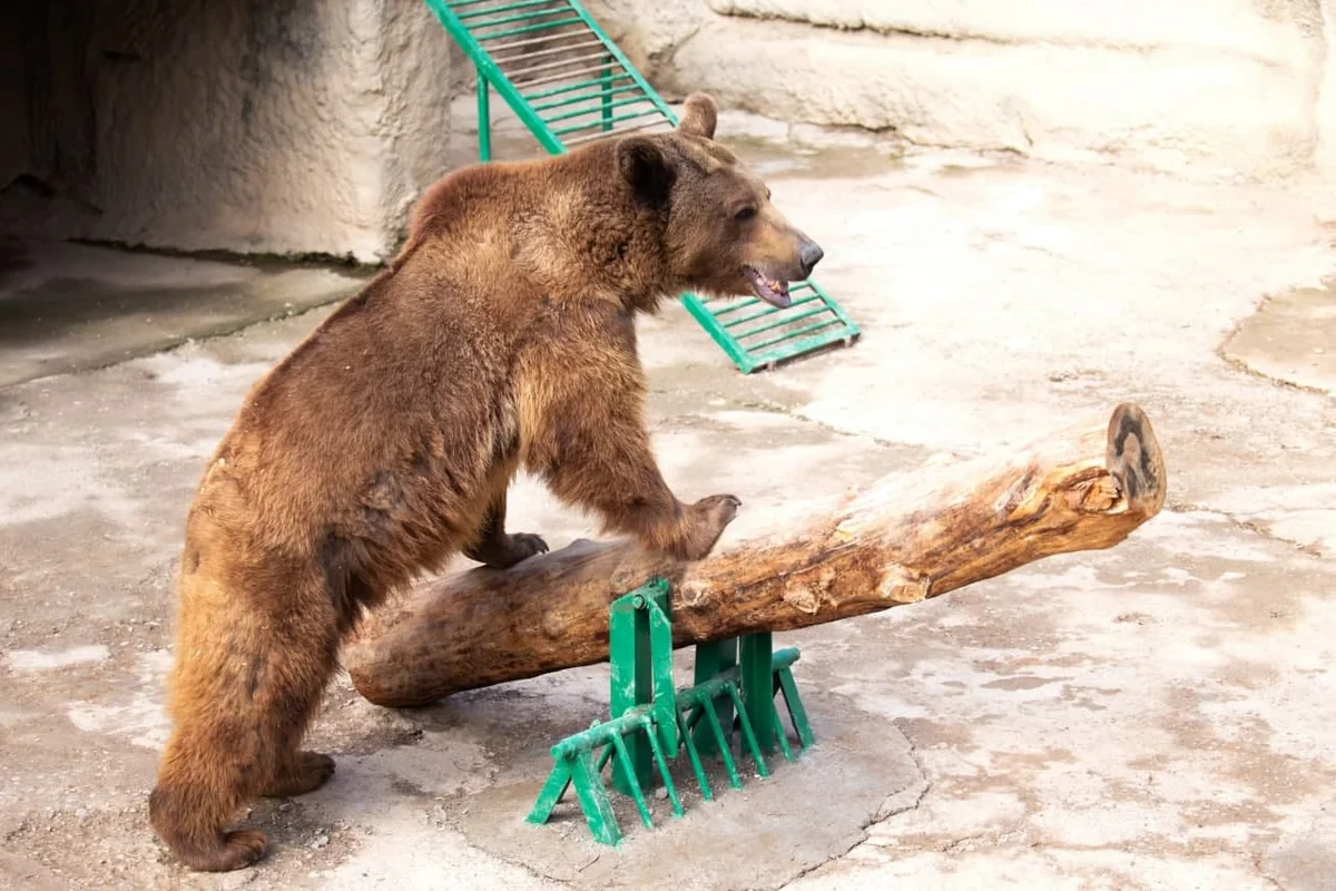 Bear attacks caretaker in Uzbekistan