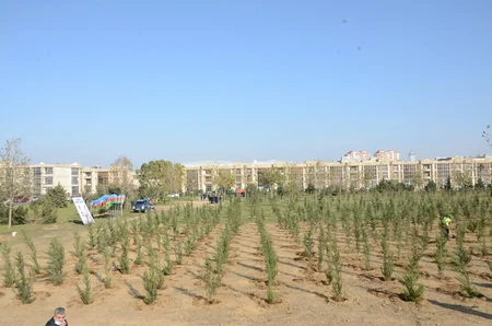 Bakıda Zəfər Günü münasibətilə ağacəkmə aksiyası keçirilib