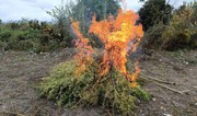 Kəlbəcərdə yabanı halda bitən 3 tondan artıq çətənə bitkisi məhv edilib