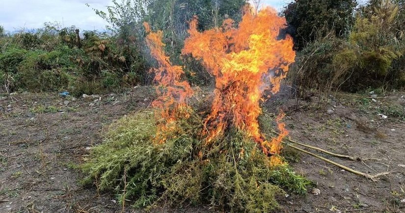 Kəlbəcərdə yabanı halda bitən 3 tondan artıq çətənə bitkisi məhv edilib