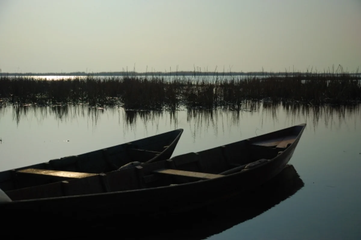 Sarısuda balıqların hansı səbəbdən tələf olduğu araşdırılır