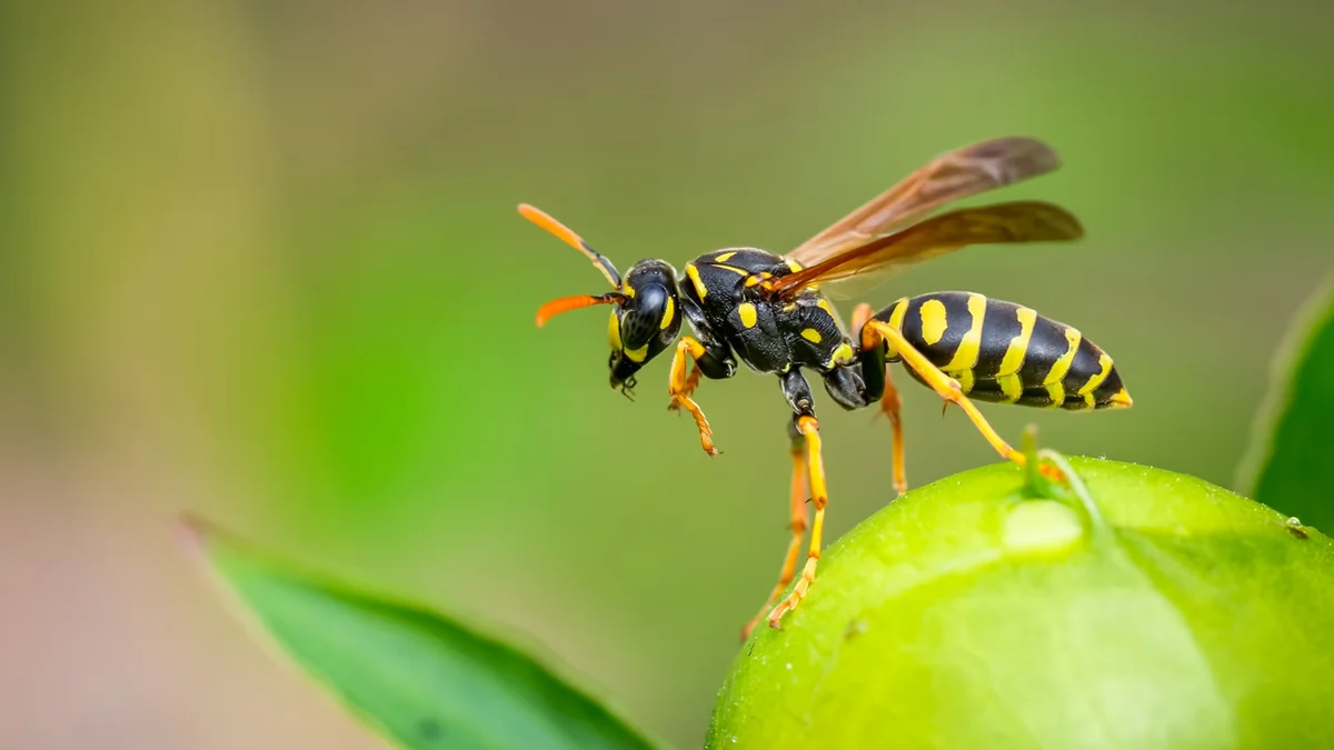 Scientists develop antibiotic from bee venom