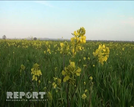 Goranboyda taxıl sahələrini alaq otları bürüyüb - FOTO