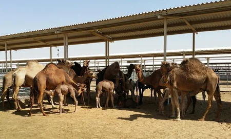 “Azəraqrar” BƏƏ-nin dəvəçiliklə bağlı təcrübəsini öyrənir