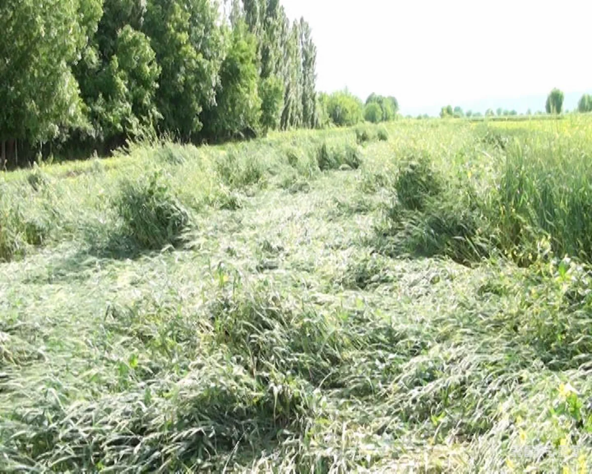 В Агдаме сильный дождь нанес серьезный ущерб