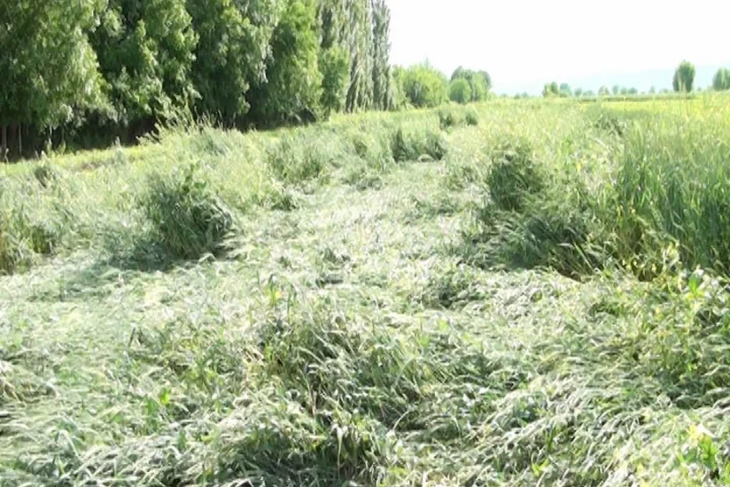 В Агдаме сильный дождь нанес серьезный ущерб