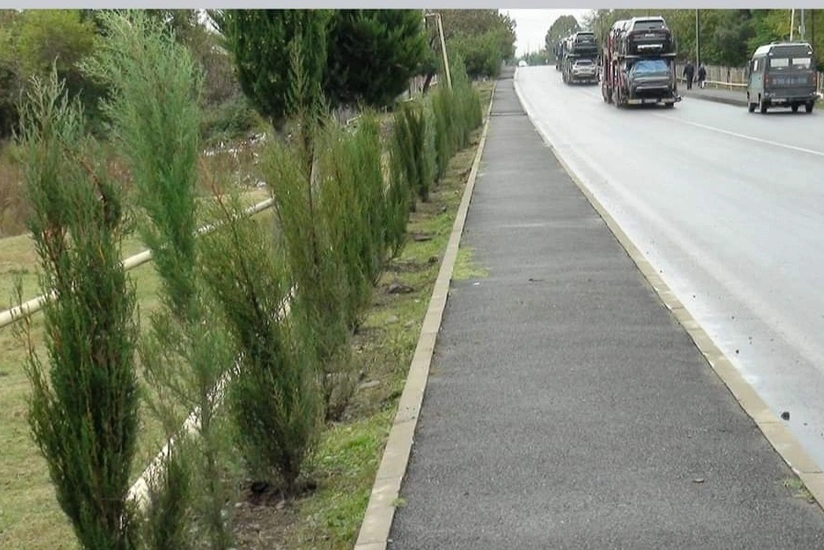 Balakəndə 780 ədəd ağac əkilib