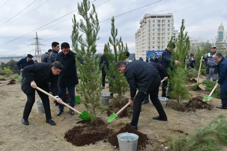 Yasamalda magistral yolun kənarında ağacəkmə aksiyası keçirilib