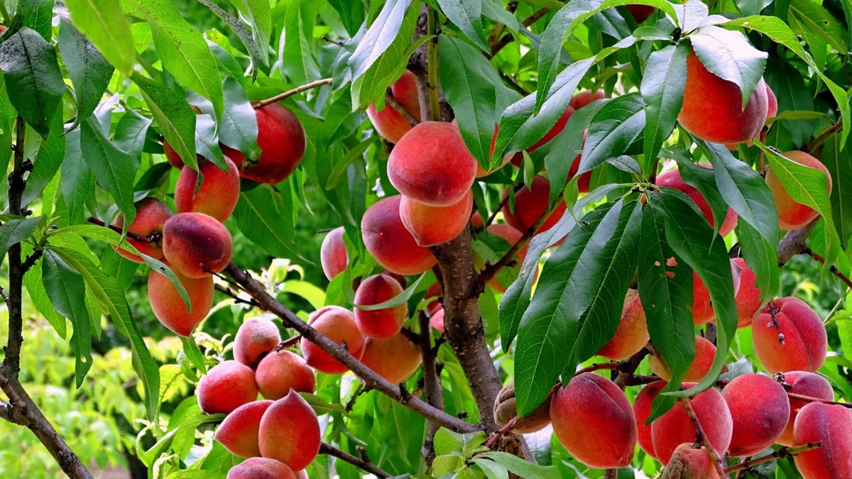 Azerbaijan doubles peach exports