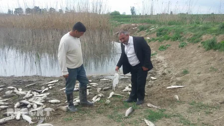 Ağcabədidə balıqlar kütləvi şəkildə tələf olub - FOTO