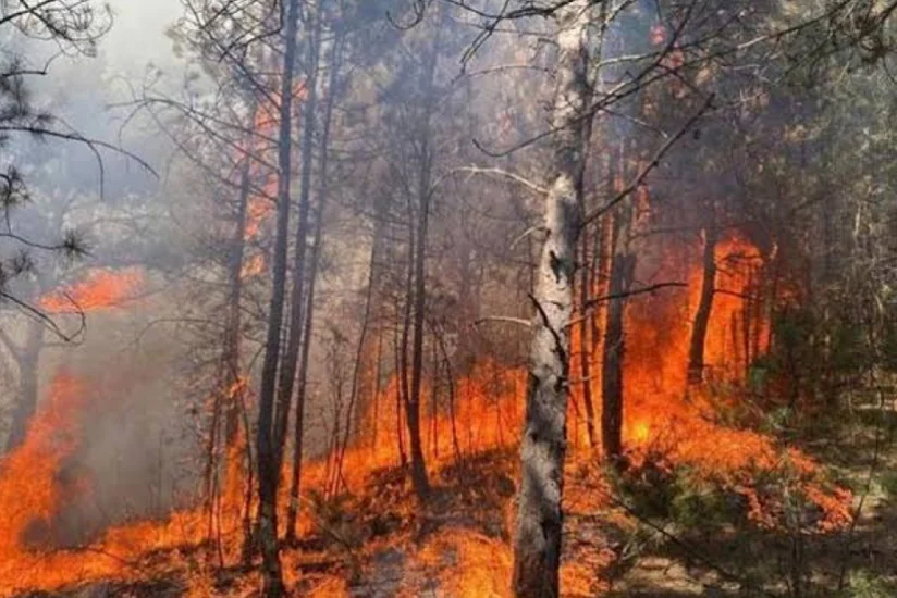 В Якутии площадь природных пожаров превысила 580 тыс. га