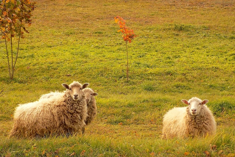 Azerbaijan becomes major market for export of sheep from Georgia
