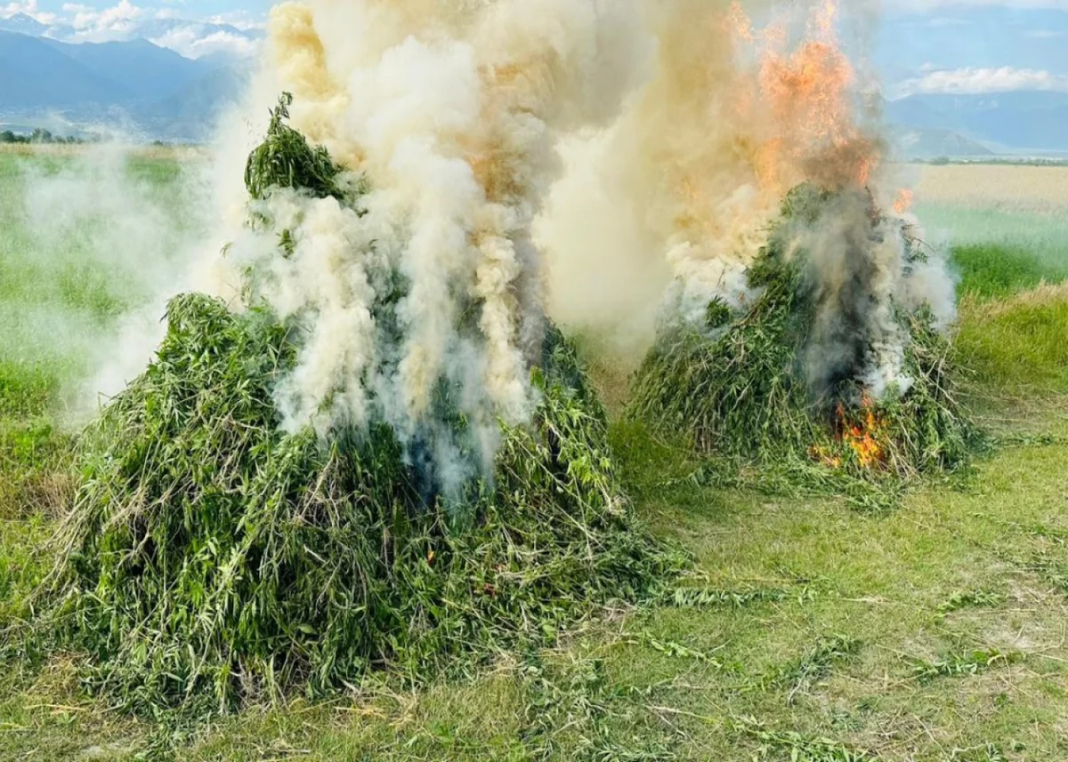 Ötən gün 9 tondan çox çətənə kolu məhv edilib