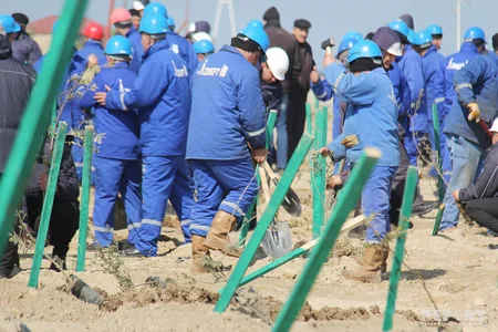 SOCAR növbəti genişmiqyaslı ağacəkmə kampaniyasına start verib - FOTOREPORTAJ