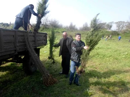 Ağacəkmə aksiyaları zamanı Bakıda 3050, rayonlarda 21770 ağac əkilib