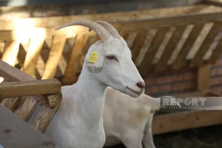 130 kq çəki, günə 6 litrə qədər süd - Laçındakı müasir keçi fermasından - REPORTAJ