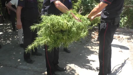 Salyanda narkotik tərkibli bitkilər əkən şəxs saxlanılıb