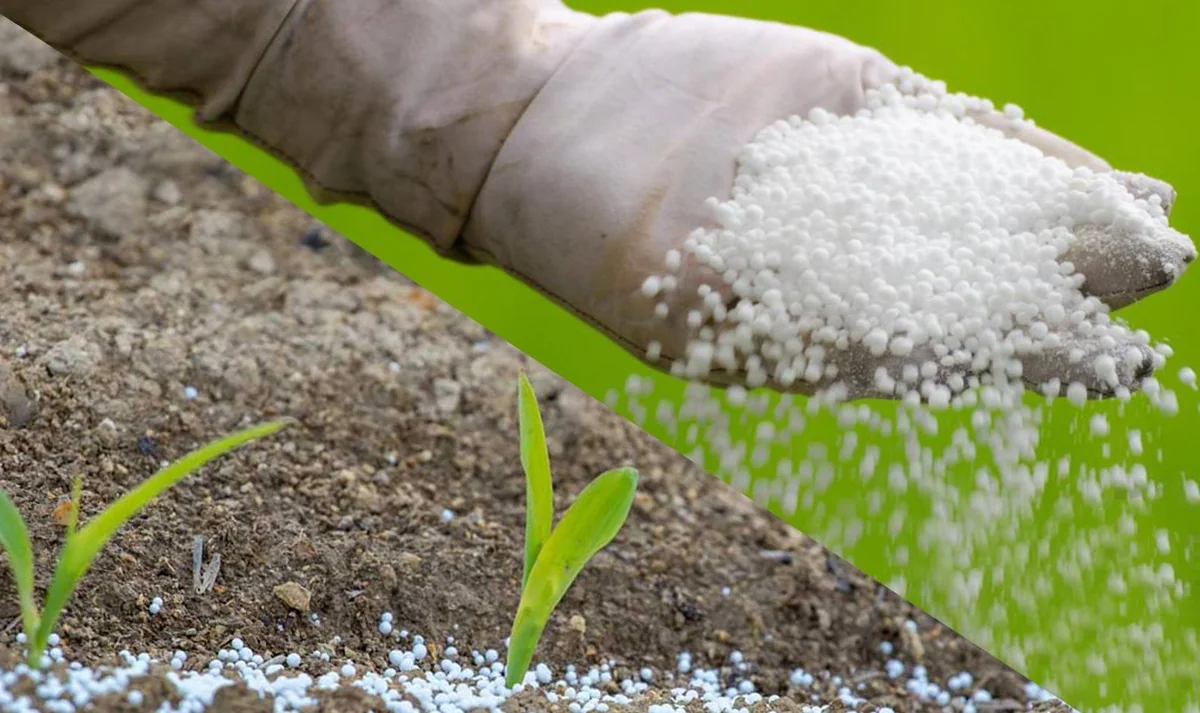 Bu il Azərbaycan azot gübrəsi ixracından qazancını 31 dəfə artırıb