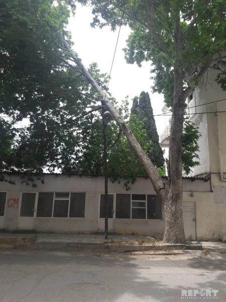 Güclü külək Bakının 6 rayonunda ağacları qırıb - FOTO
