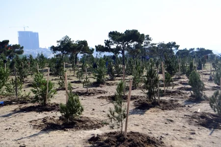 President Ilham Aliyev and first lady Mehriban Aliyeva attended tree-planting campaign in Khatai district, Baku