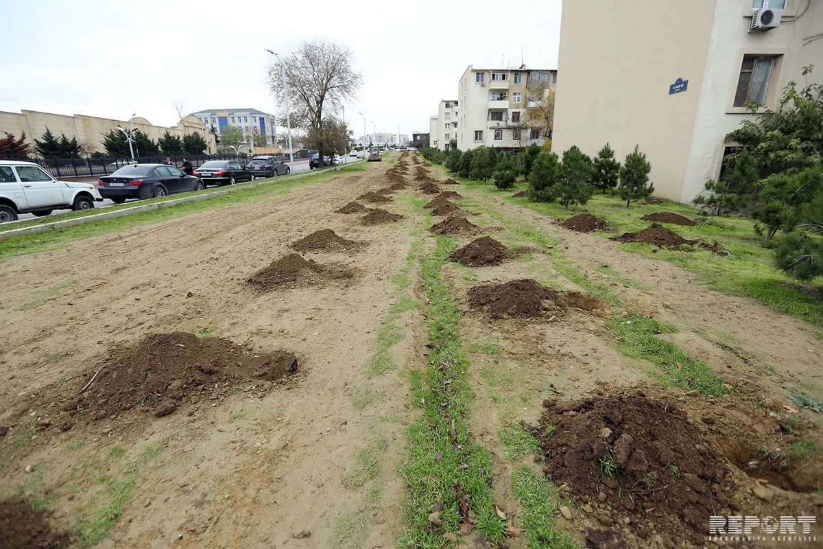 Bakıda sökülmüş köhnə binanın yerində 500-ə yaxın ağac tingi əkilib - FOTO - VİDEO - YENİLƏNİB