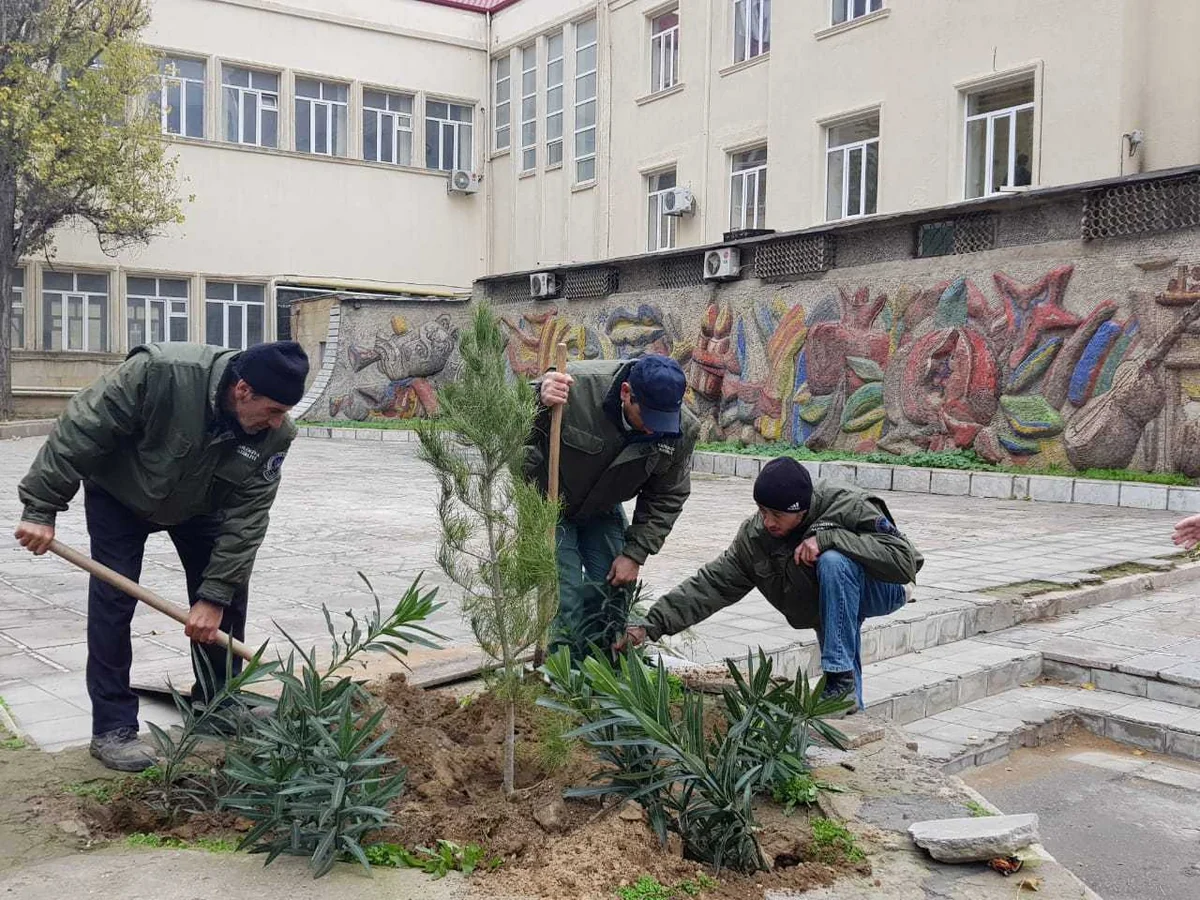 Bakıda qurumuş və təhlükə yaradan ağaclar 2000-dən çox müxtəlif cinsli ağacla əvəzlənib