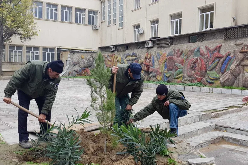 Bakıda qurumuş və təhlükə yaradan ağaclar 2000-dən çox müxtəlif cinsli ağacla əvəzlənib