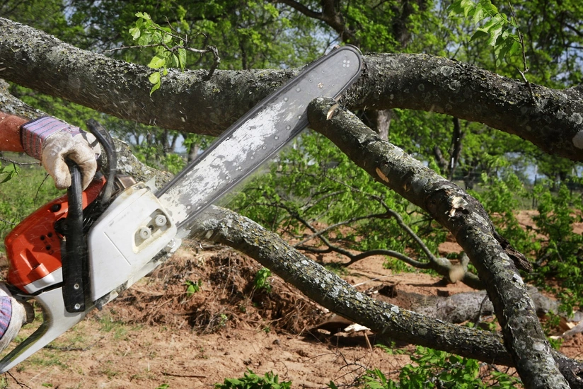 Azərbaycanda qanunsuz ağac kəsmə faktına görə 10 cinayət işi başlanılıb