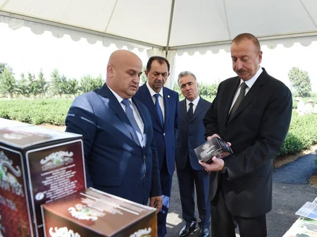 Prezident İlham Əliyev Lənkəranda “Yaşıl Çay” plantasiyası ilə tanış olub