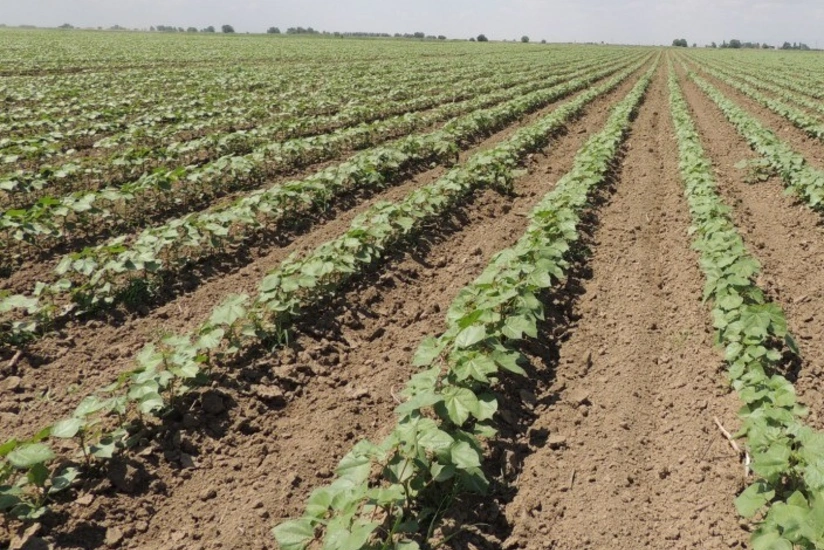 Kənd Təsərrüfatı Nazirliyi pambıq istehsalçılarına müraciət edib