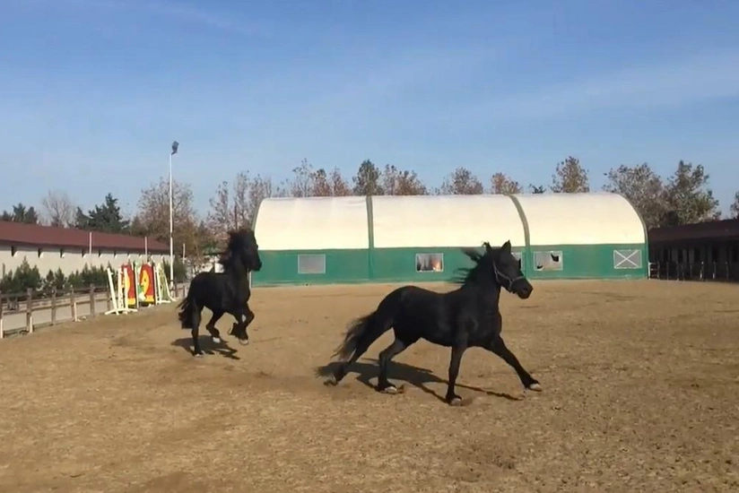 Bakıda 4 min dollar dəyərində yəhər oğurlayanlar tutulub